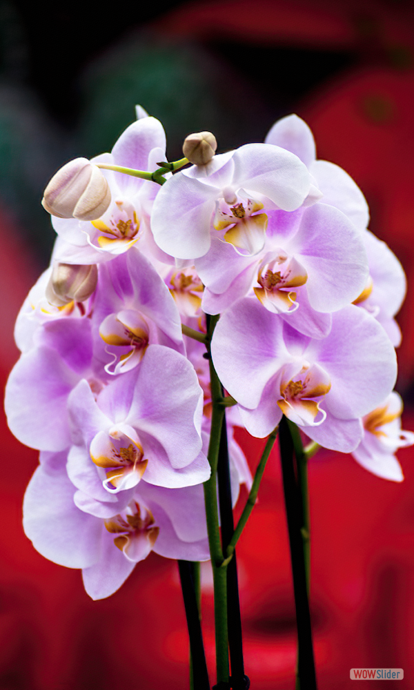 Orchidea