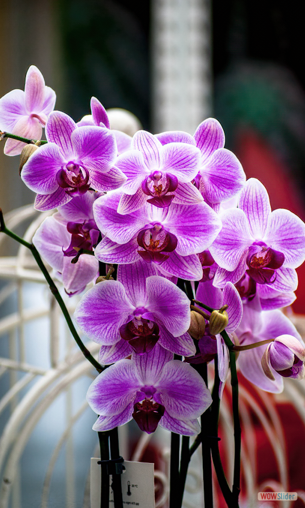 Orchidea