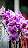 Orchidea